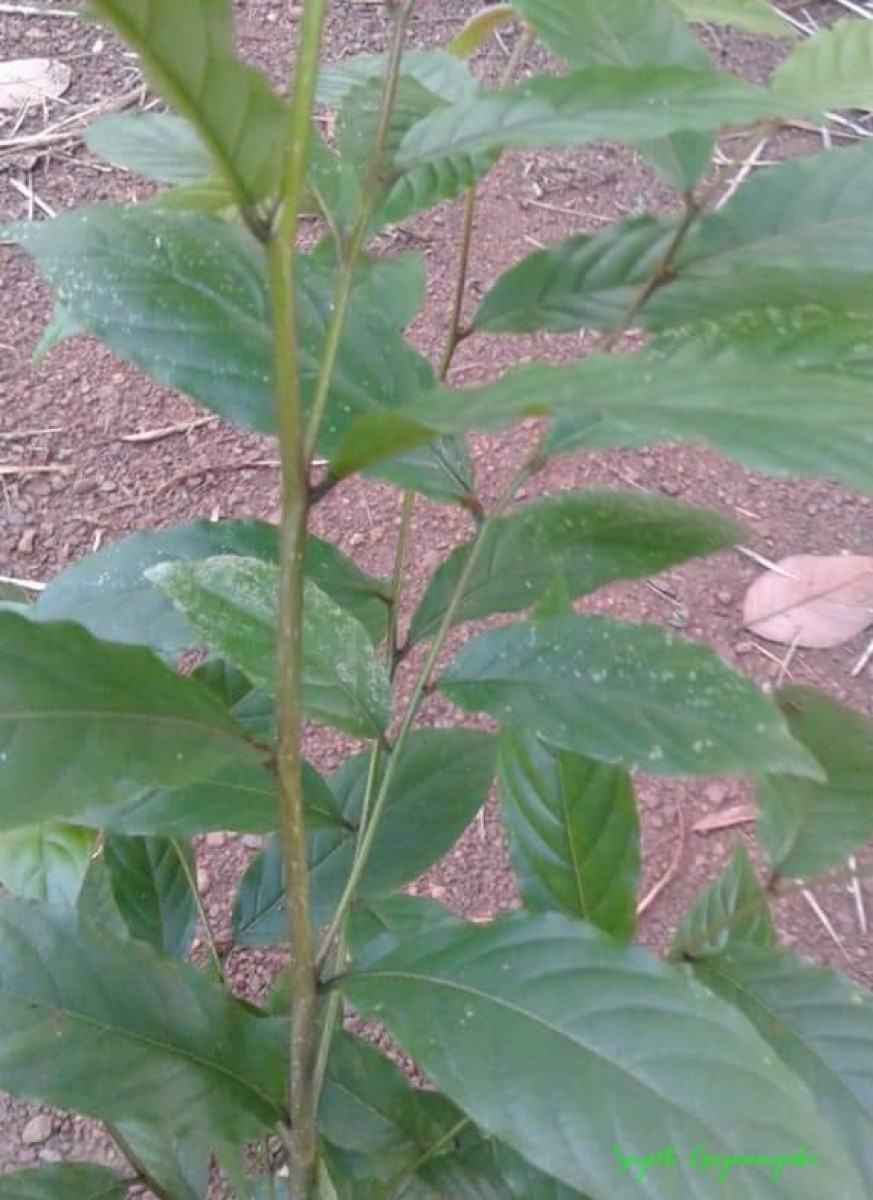 Terminalia zeylanica Van Heurck & Müll.Arg.